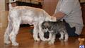 Miniature Schnauzer