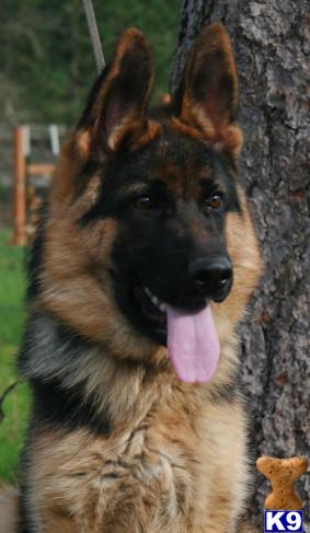 Dogs for Sale in OR