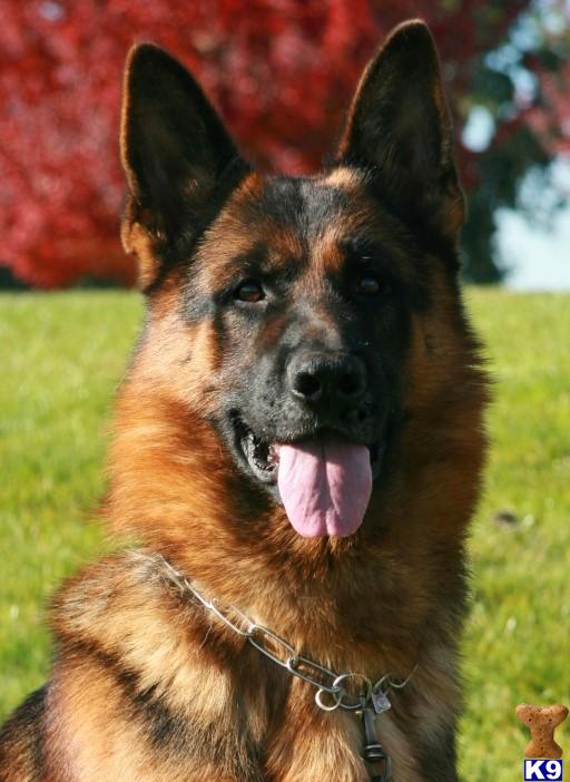 Stud Dogs in OR