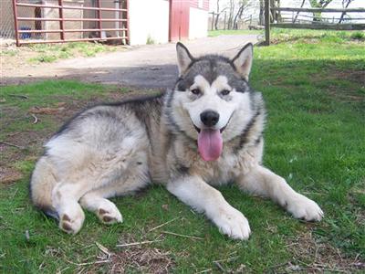 Alaskan Malamute Puppies in PA