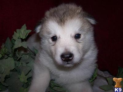 Alaskan Malamute Puppies for Sale