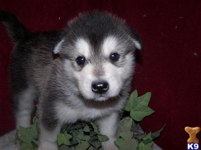Alaskan Malamute Puppies for Sale