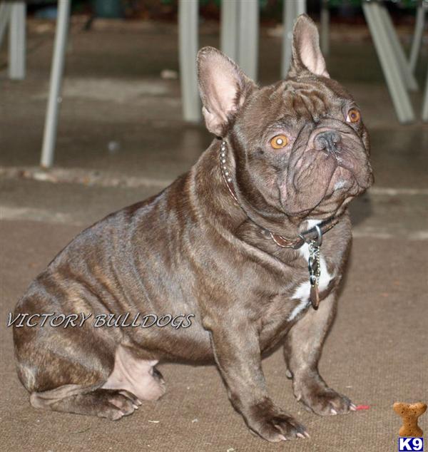 Stud Dogs - French Bulldog