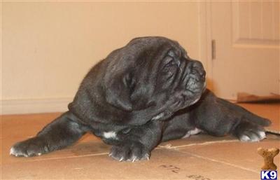 Neapolitan Mastiff Puppies for Sale