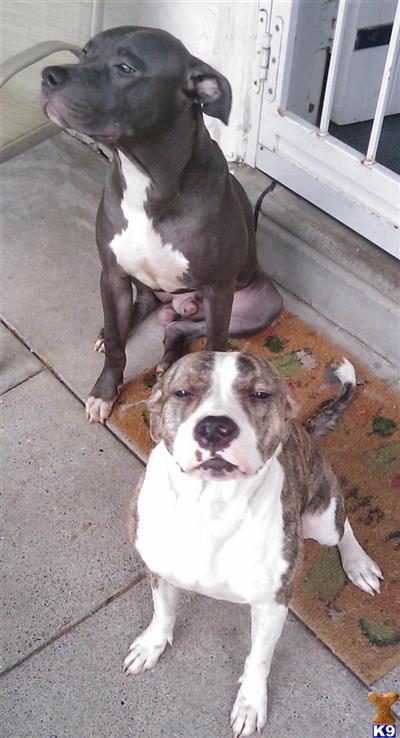 Puppies in Philadelphia