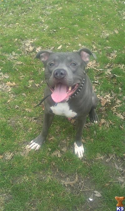 Stud Dogs in PA