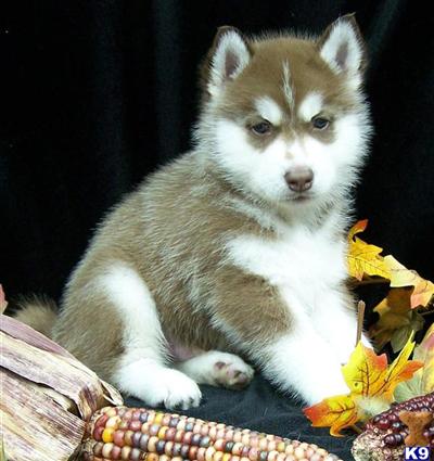 Siberian Husky Puppies for Sale