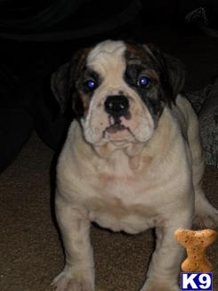 Old English Bulldog Puppies for Sale