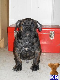 Old English Bulldog Puppies for Sale