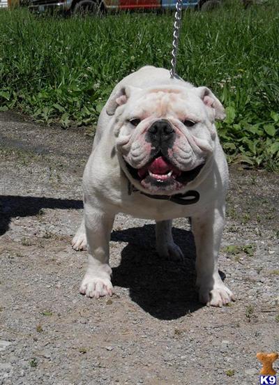 Old English Bulldog Puppies for Sale