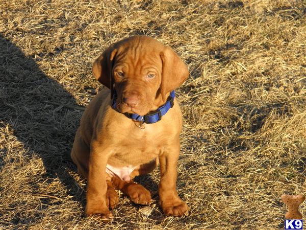 Puppies in IA