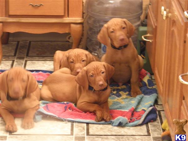 Puppies in IA