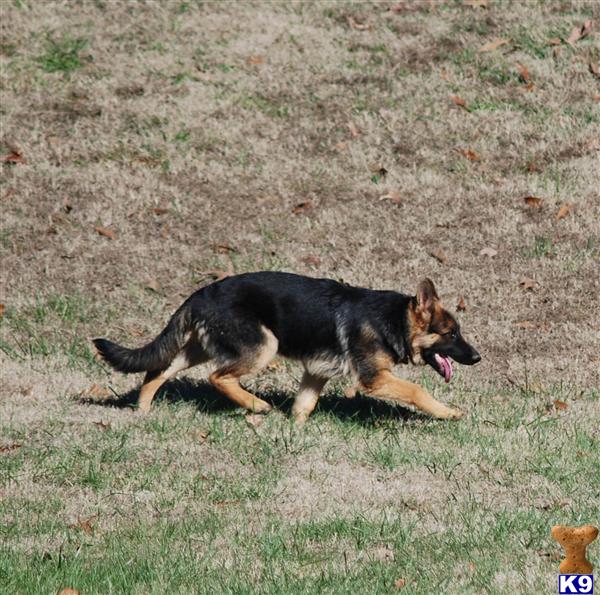 Puppies in TN