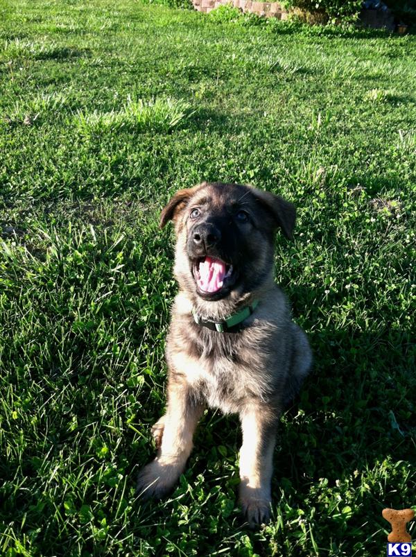 Puppies in AL