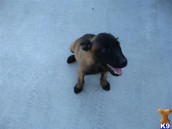 Belgian Malinois Puppies