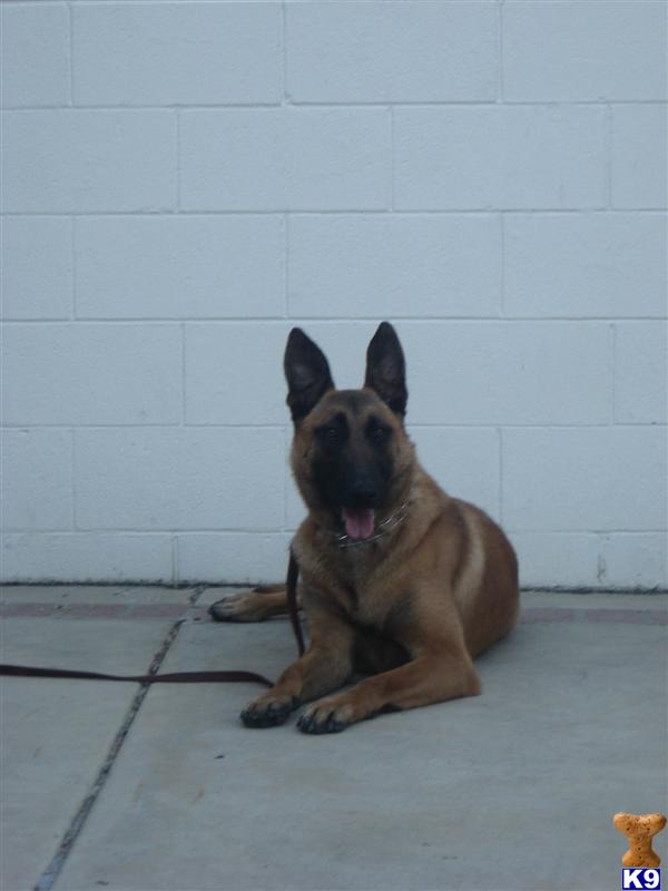 Dogs - Belgian Malinois