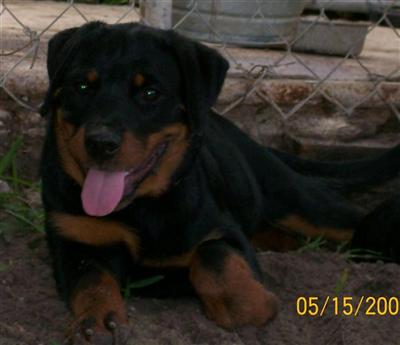 Rottweiler Puppies in FL