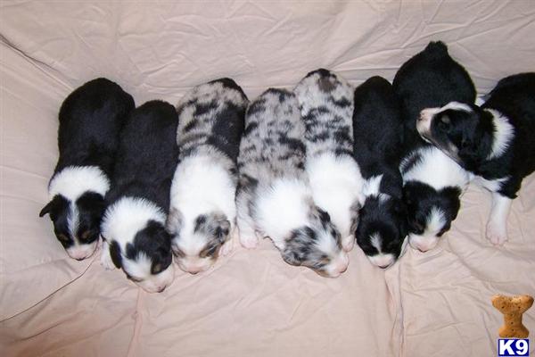 Puppies in TN