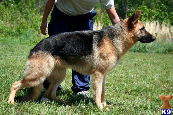 Dogs for Sale in TN
