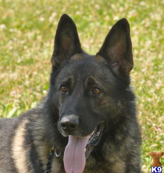 Stud Dogs - German Shepherd