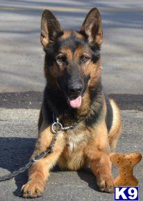 Stud Dogs - German Shepherd