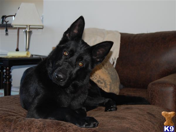 Dogs for Sale in IL