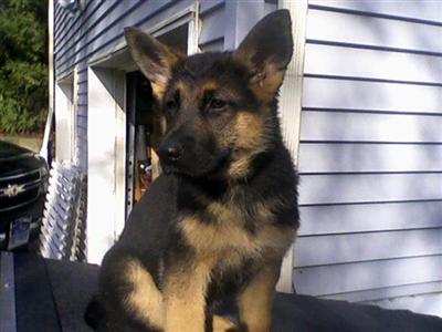Puppies in CT
