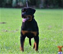Rottweiler Puppies For Sale In West Palm Beach Rottweiler Puppies For Sale In West Palm Beach
