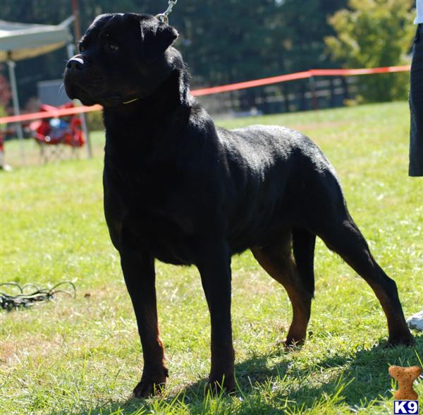 Stud Dogs - Rottweiler