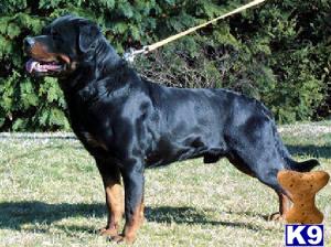 Stud Dogs - Rottweiler