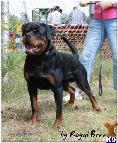 Stud Dogs - Rottweiler