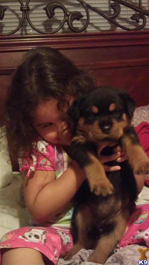 Rottweiler Puppies
