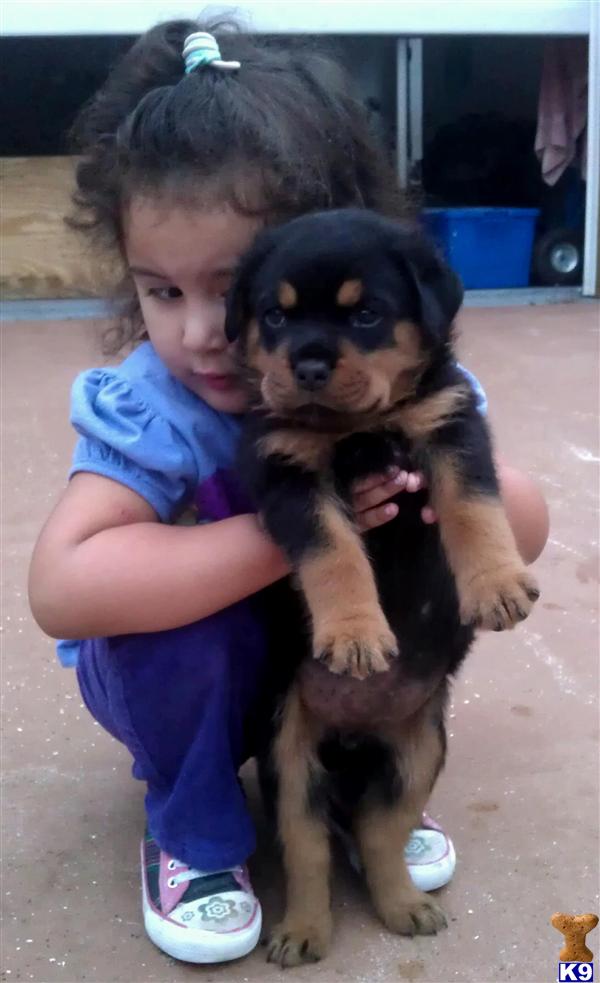 Rottweiler Puppies