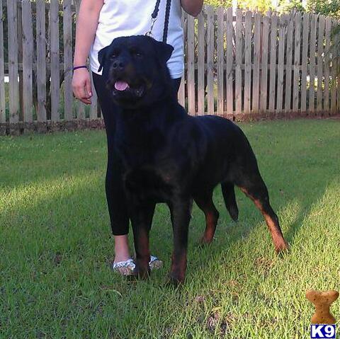 Stud Dogs - Rottweiler