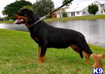 Dogs - Rottweiler