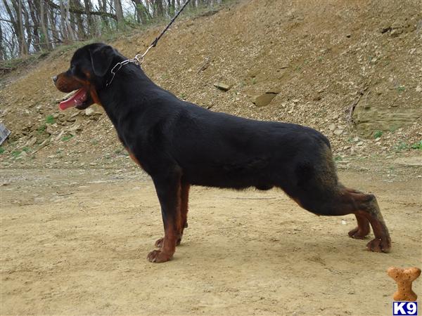 Dogs - Rottweiler
