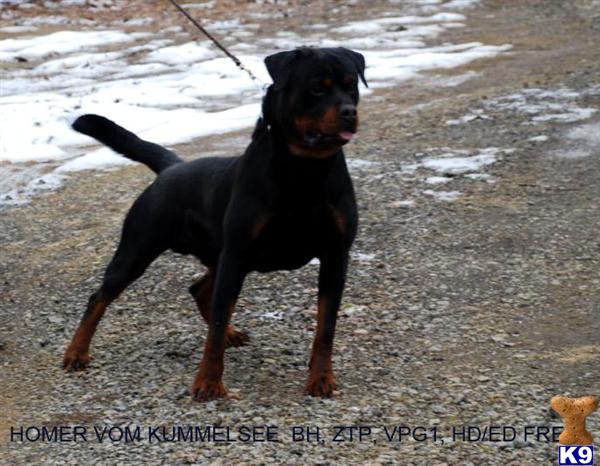 Stud Dogs - Rottweiler
