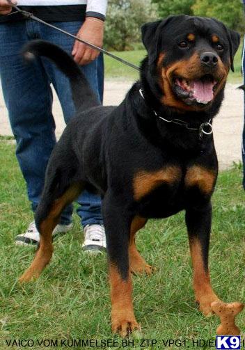Stud Dogs - Rottweiler