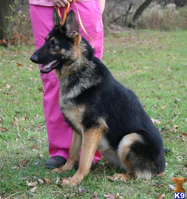 German Shepherd Puppies in OH
