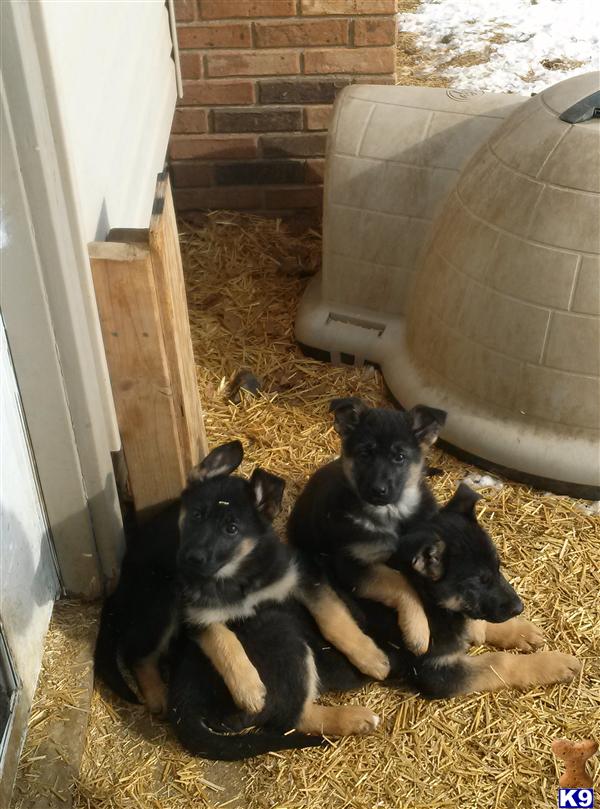 German Shepherd Puppies in OH