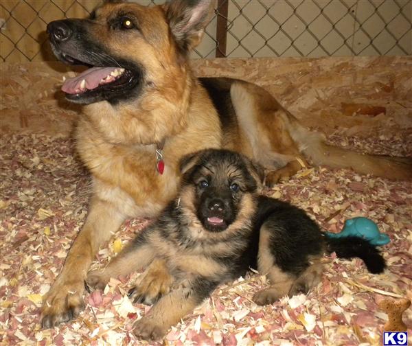 Puppies in San jose