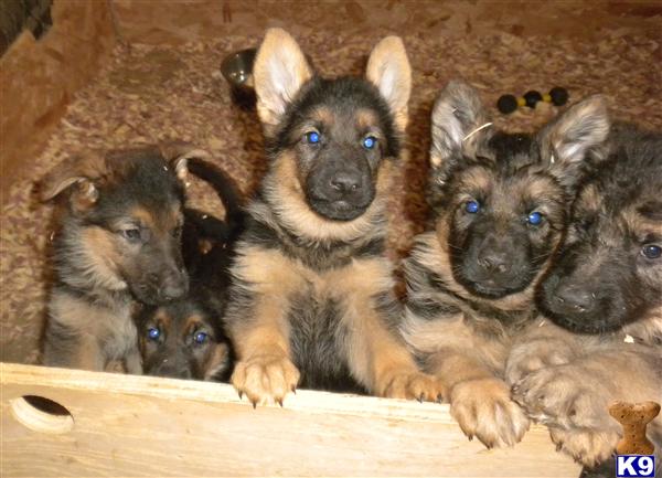 Puppies in San jose
