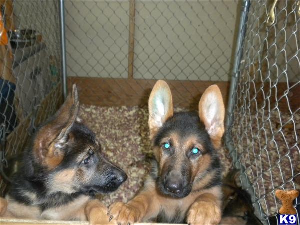 Puppies in San jose