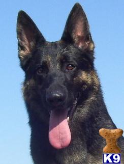 Puppies in ID
