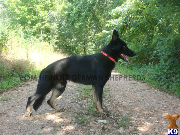 Stud Dogs in AR