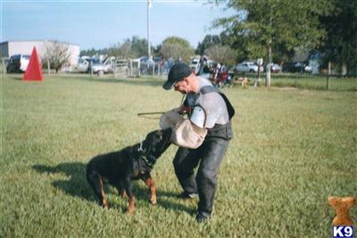 Stud Dogs - Rottweiler