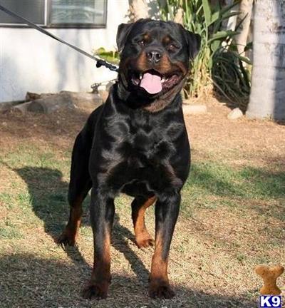 Puppies in Moreno valley