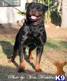 Dogs - Rottweiler