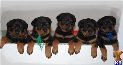 Rottweiler Puppies in FL