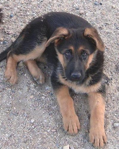 Puppies in WY